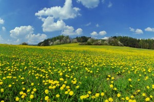 Spring