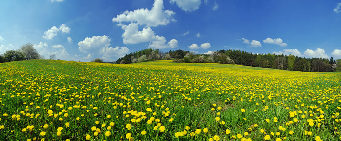 Spring